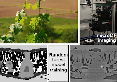 Théroux-Rancourt, Jenkins, Brodersen, McElrone, Forrestel, Earles (2020) Digitally deconstructing leaves in 3D using X-ray microcomputed tomography and machine learning. *Applications in Plant Sciences* 8(7), e11380.