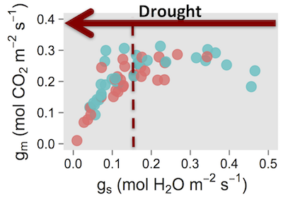 Théroux-Rancourt, Éthier, Pepin (2014) Threshold response of mesophyll CO<sub>2</sub> conductance to leaf hydraulics in highly transpiring hybrid poplar clones exposed to soil drying. *Journal of Experimental Botany* 65, 741–753.